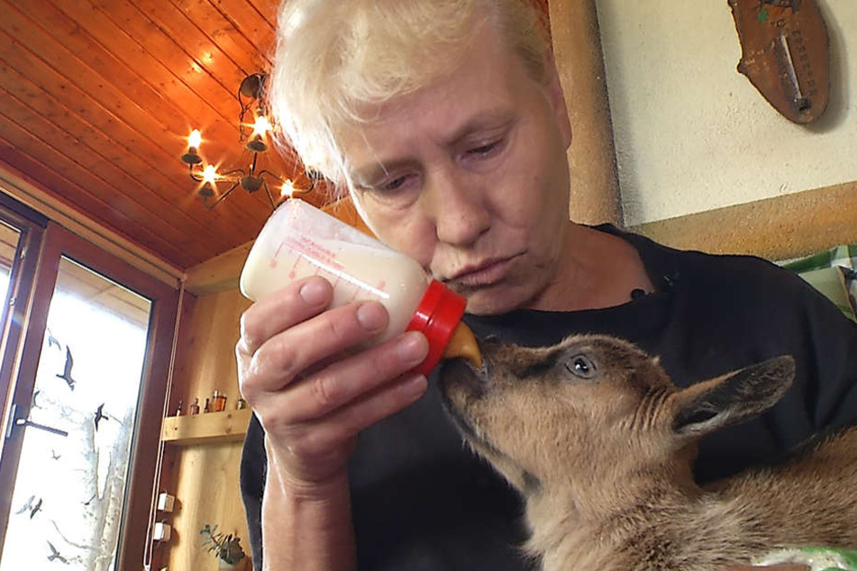 Gabi Teuber gibt ihrem Ziegenkind alle zwei bis drei Stunden das Fläschchen.