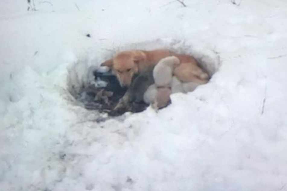 So wurde Snowbelle mit ihren Welpen gefunden.