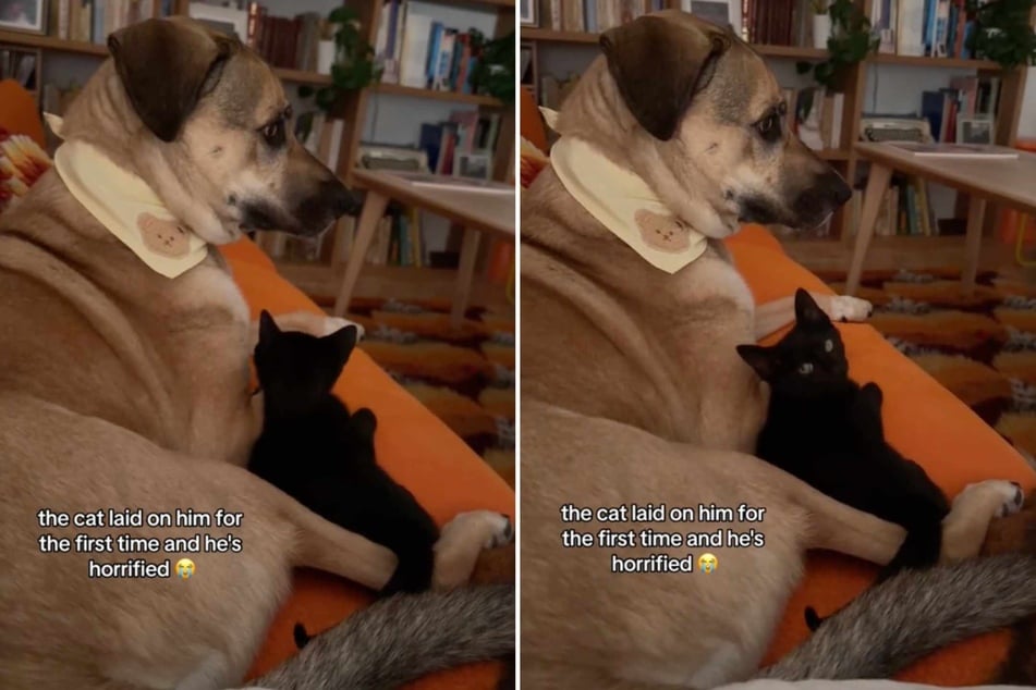 Dog has the funniest reaction to cat sibling cozying up for the first time