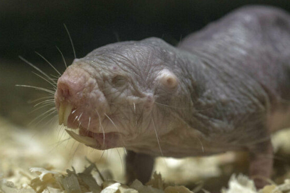 Mit einem blutigen Machtkampf zwischen den Nacktmull-Weibchen ist laut Tierpark in der Regel etwa alle fünf Jahre zu rechnen.