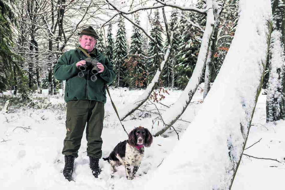 Auf der Lauer: Jäger Gerhard Bräuer (66) mit seinem Deutschen Wachtelhund Kari vom Auberg (8 Mon) vermutet im Forstrevier um Grumbach bei Jöhstadt Wölfe.