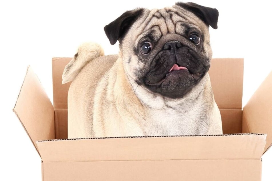 Wegen Steuerschulden wurde der Mops aus seiner Familie gerissen und bei Ebay verkauft (Symbolbild).