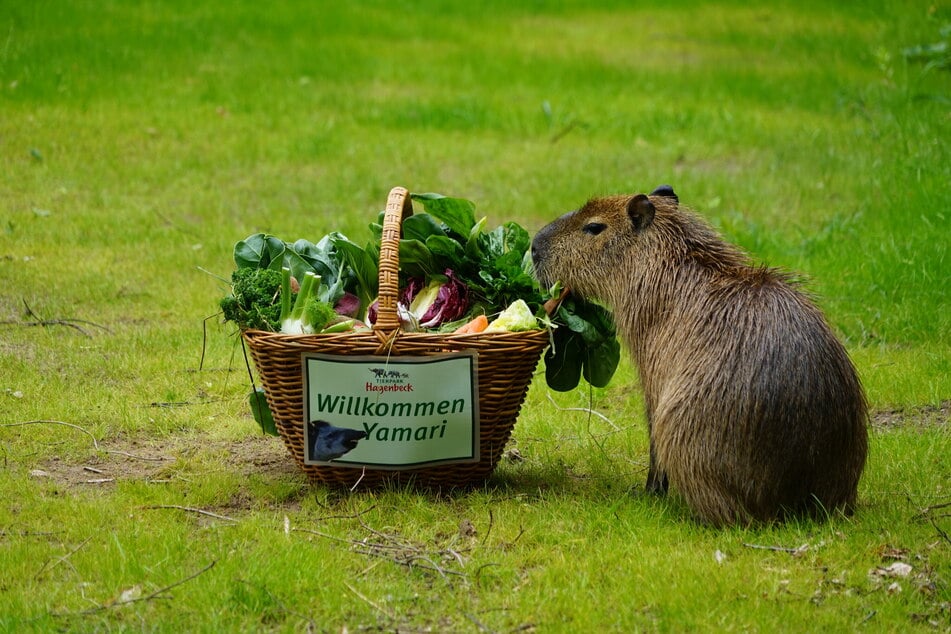 Wenn man so zuckersüß ist, wird einem auch mal verziehen, wenn man am falschen Futterkorb knabbert.