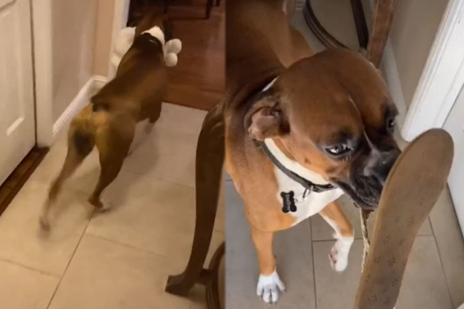 Dog's heart-warming daily routine is taking the internet by storm
