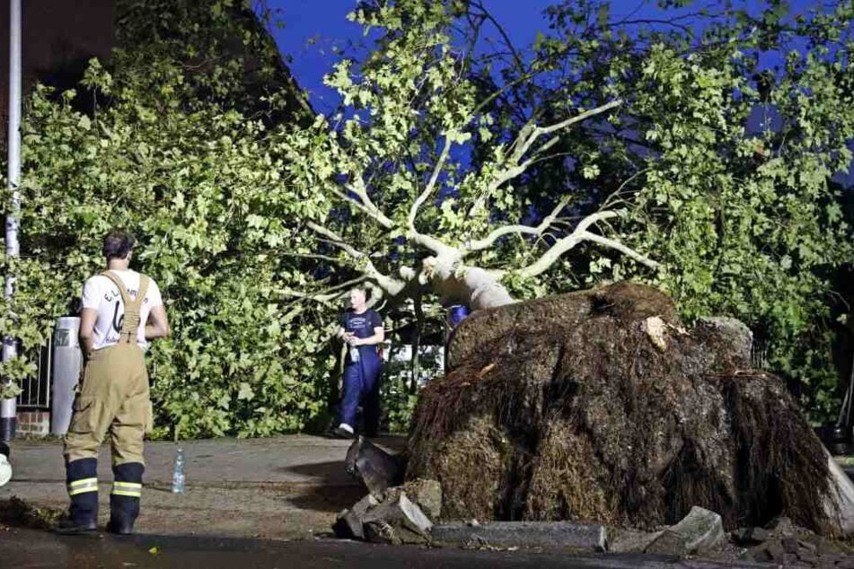 Ein umgestürzter Baum liegt vor Wohnhäusern in Hilden im Kreis Mettmann. Ein Unwetter war über den Ort hinweggezogen.
