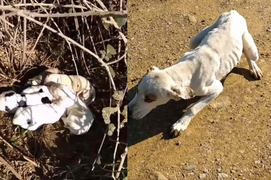Zozo bewachte ihre Kinder mit voller Hingabe.