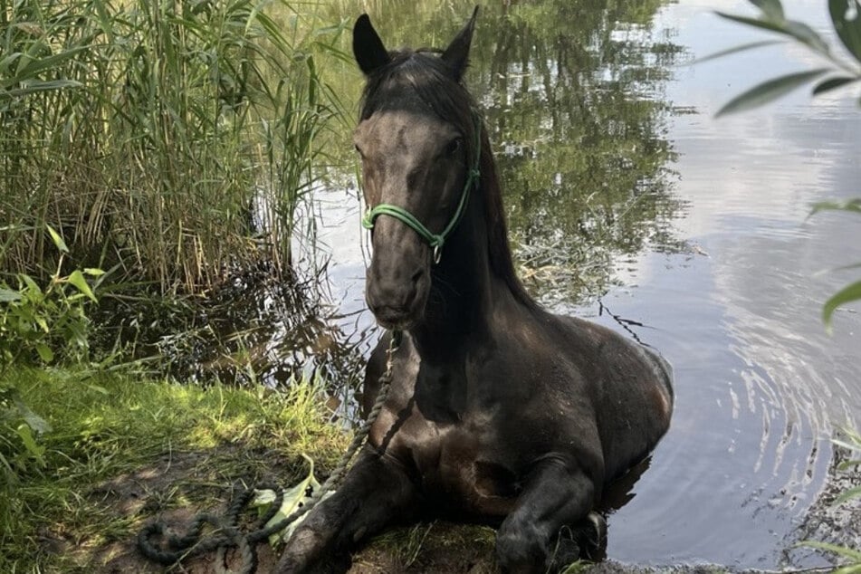 Das Pferd kam nicht mehr eigenständig aus dem Wasser.