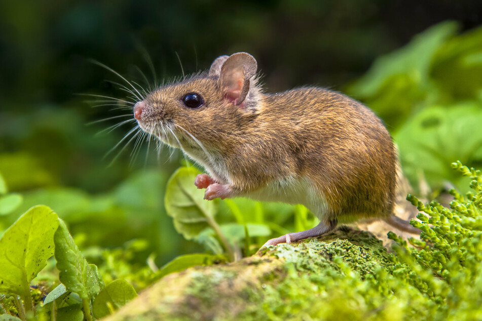Mäuse vertreiben: Wie wird man die Tiere los?