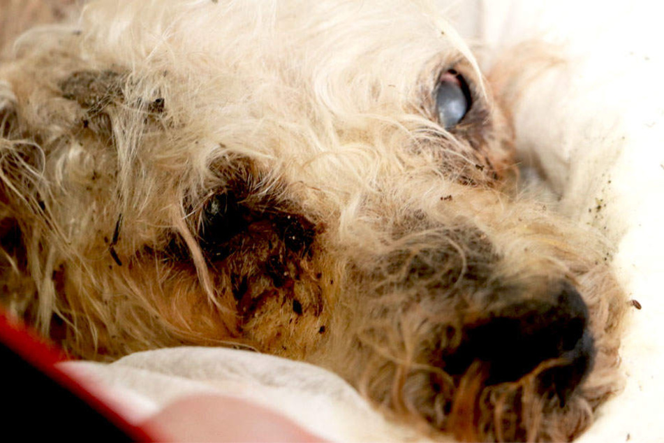Der Hund war mindestens 10 Jahre alt. Das Haarkleid schon eher spärlich.