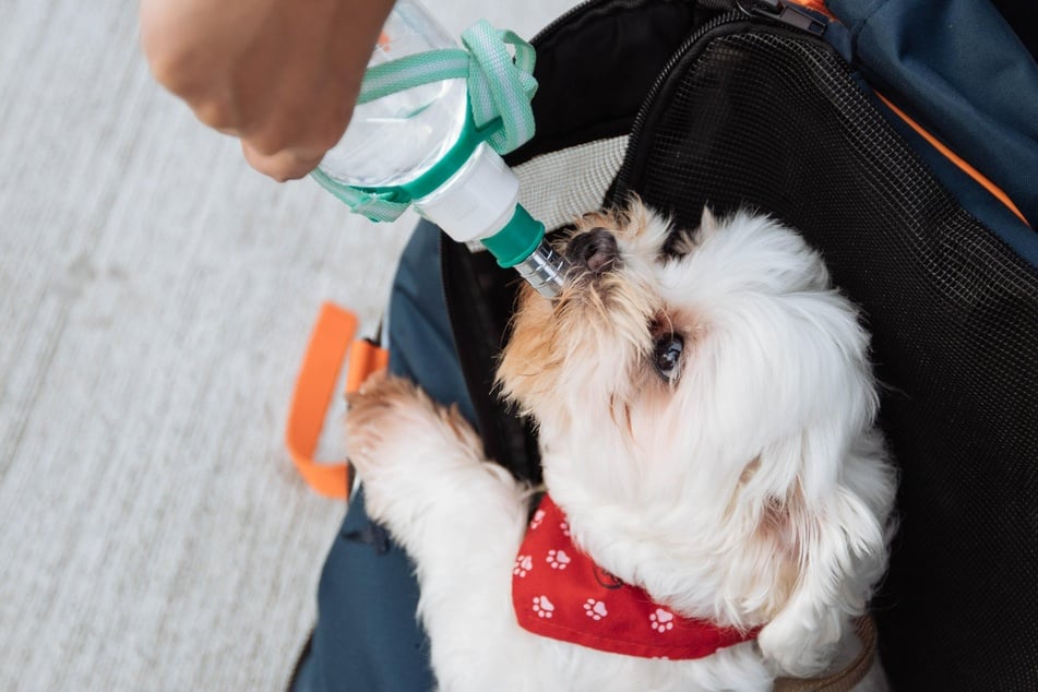 Wenn Besitzer im Sommer mit dem Hund rausgehen, dann sollten sie immer Wasser für das Tier mitnehmen.