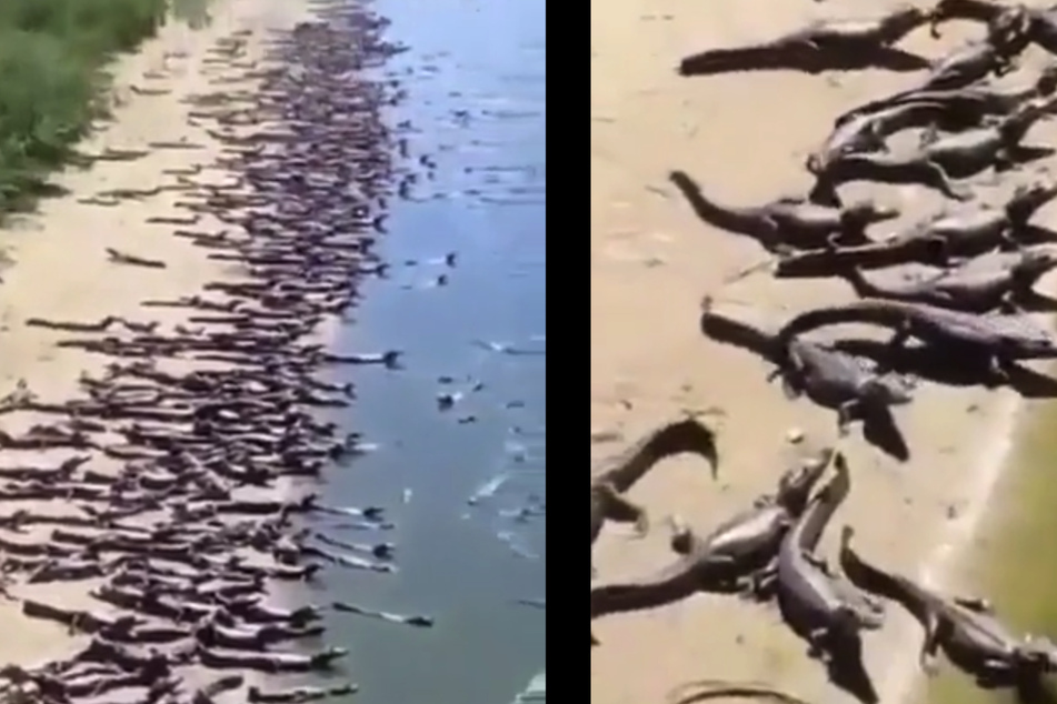 An diesem Strand tummeln sich augenscheinlich Tausende Krokodile.