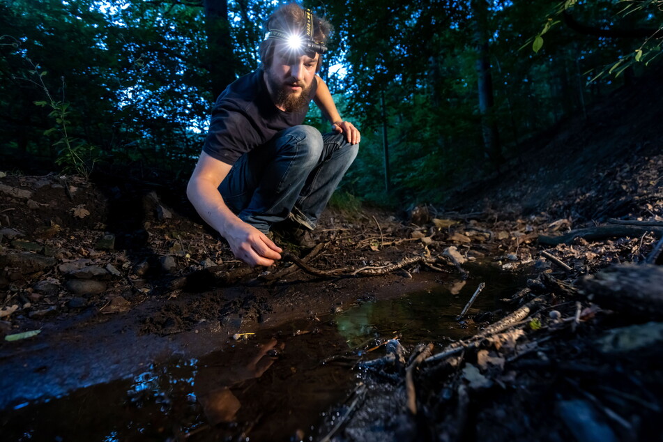 Lorenz Laux (26) vom Feuersalamander-Projekt des BUND sucht nachts im zum großen Teil ausgetrocknete Wetzelbach in Flöha nach Larven der nachtaktiven Tiere.