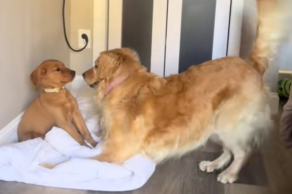 Während Ellie sie begeistert begrüßt, sitzt die kleine Maple stocksteif da. Ob diese beiden eine Zukunft haben?