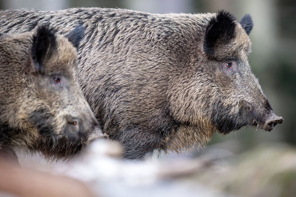 Die Strahlung der Wildschweine schwankt je nach Jahr und Jahreszeit - entscheidend ist die Nahrung. (Symbolbild)