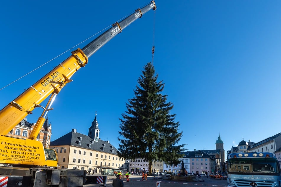 Der Annaberger Weihnachtsbaum wurde am Dienstag auf dem Markt aufgestellt.
