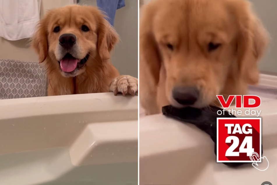 viral videos: Viral Video of the Day for July 8, 2023: Dog serves up bathtime surprise