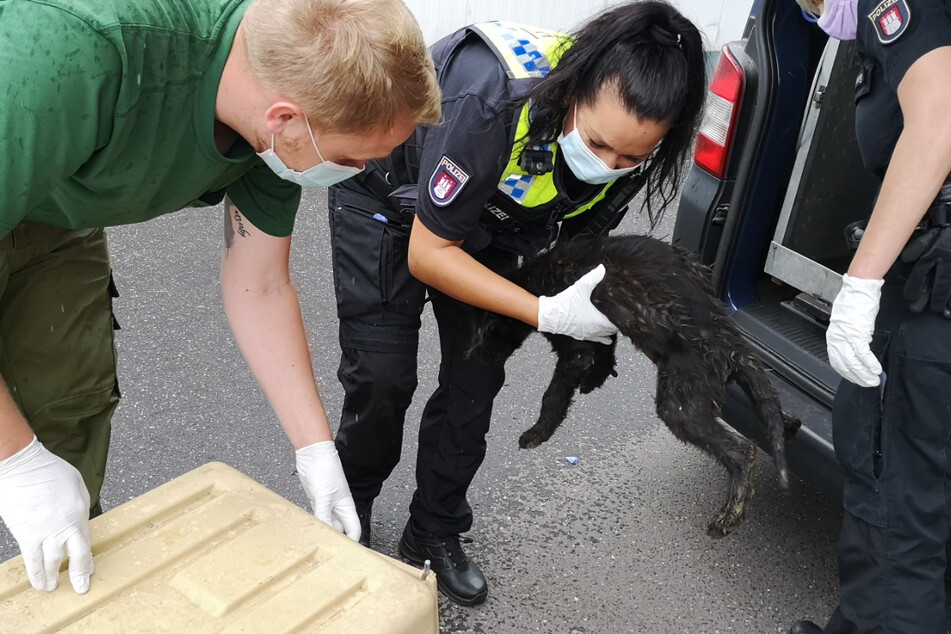 Mitarbeiter des Veterinäramts übergeben die verwahrlosten Hunde dem Hamburger Tierschutzverein.