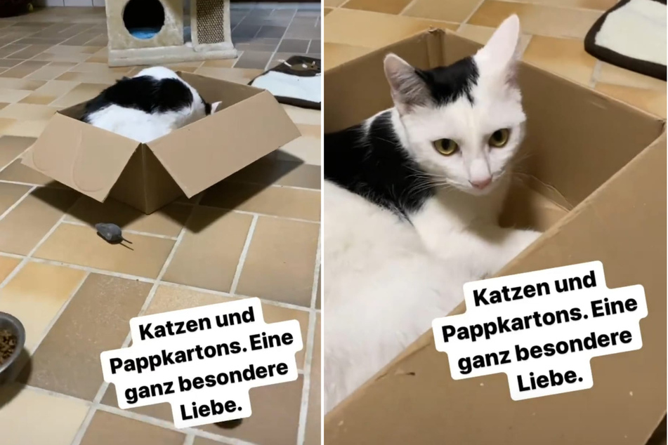 Das Tierheim Köln-Dellbrück stellt seinen Schützling, Kater Boncuk, bei Instagram vor. (Fotomontage)