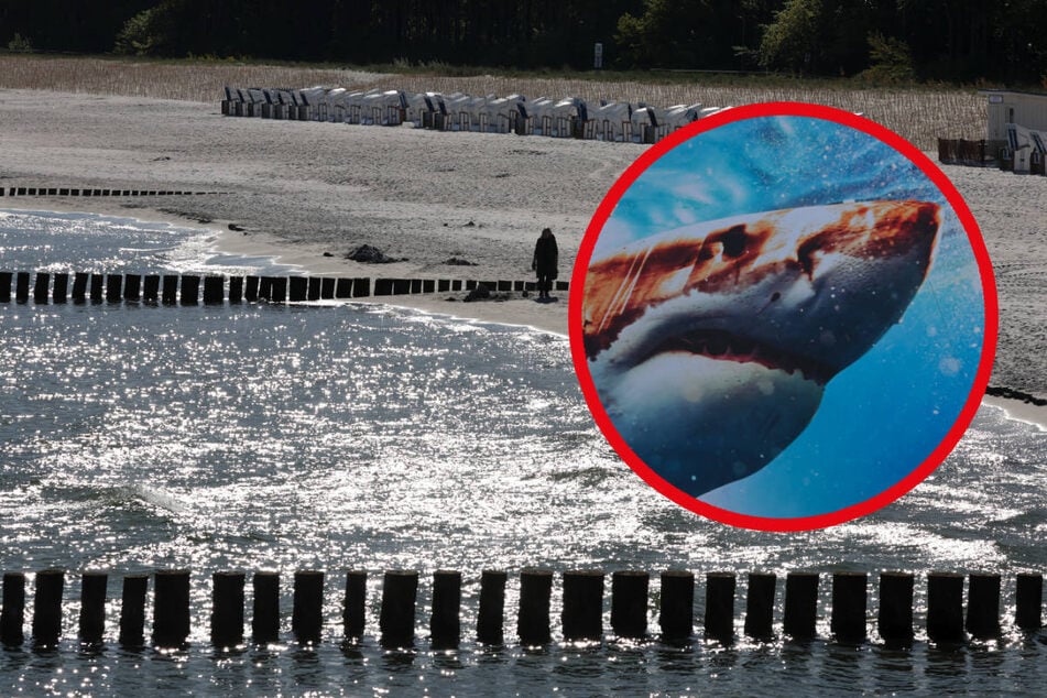 "Hai-Alarm" am Ostseestrand: Was hat es damit auf sich?
