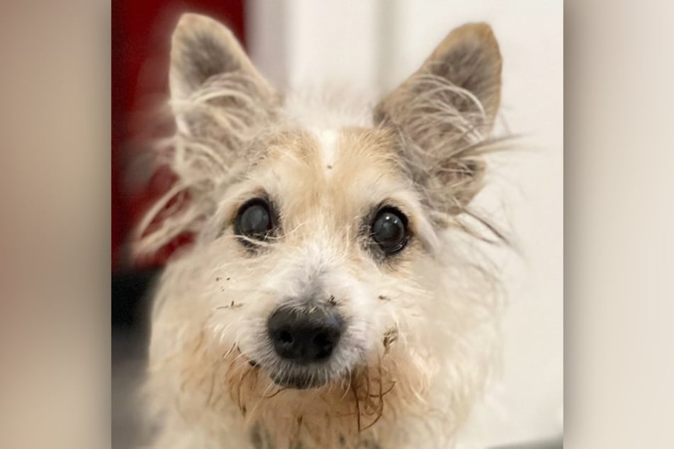 Was Hund Hermann durchgemacht hat, bevor er im Tierheim Bergheim landete, ist ein Rätsel.