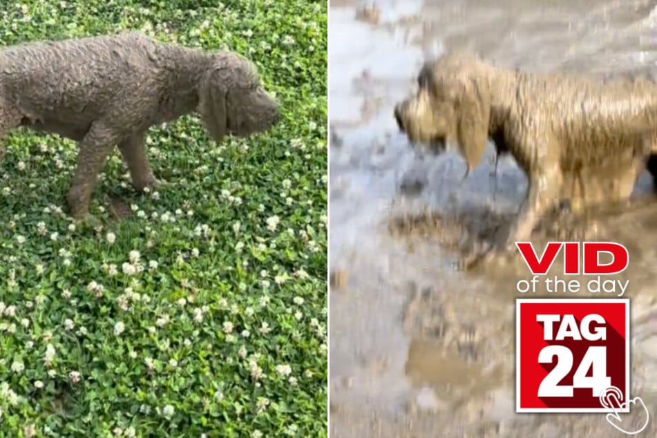 Today's Viral Video of the Day features a pup who couldn't see after splashing around in some muddy water!