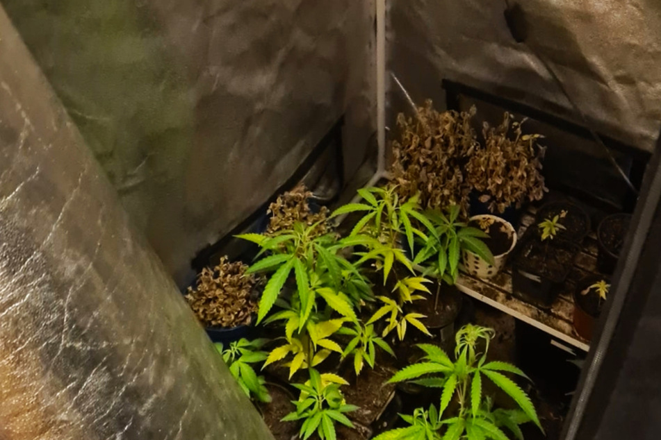Die Polizei fand in der Wohnung rund 20 Cannabis-Pflanzen.