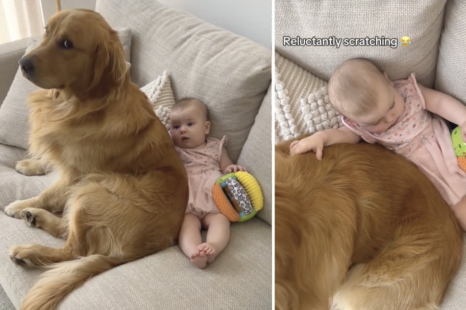 Am Ende bekommt der Golden Retriever seinen Willen und das kleine Mädchen streichelt seinen Rücken - wenn auch nicht ganz so ausgiebig wie erhofft.