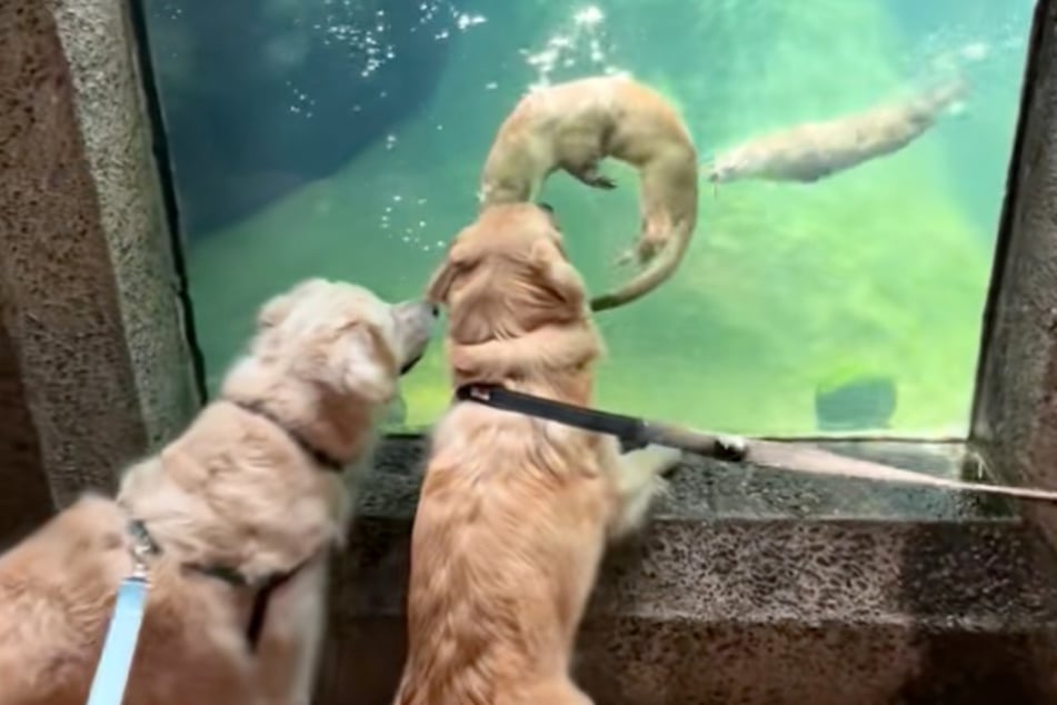 Charlie (l.) y Mollie observan el acuario con asombro mientras dos nutrias nadan hacia ellos.