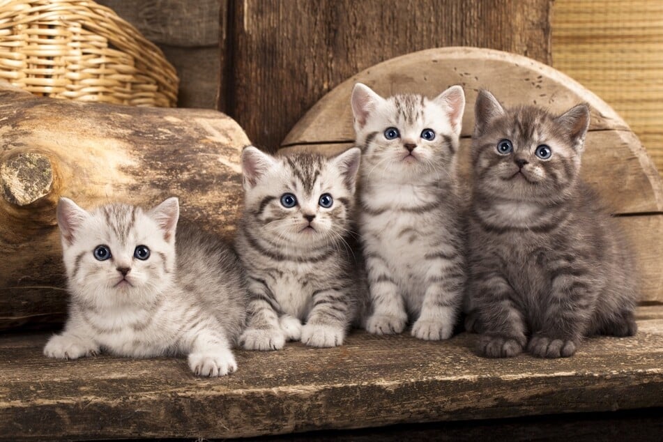Süße Katzennamen: Welcher Name passt zu Deiner Mieze?