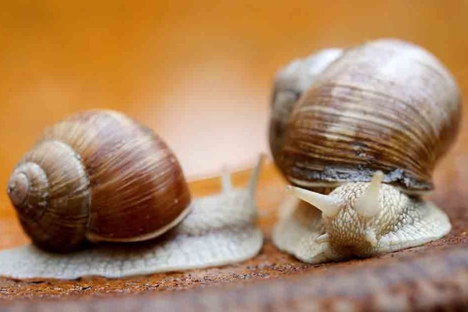 Im Gefängnis Zeithain werden auch Weinbergschnecken gezüchtet.