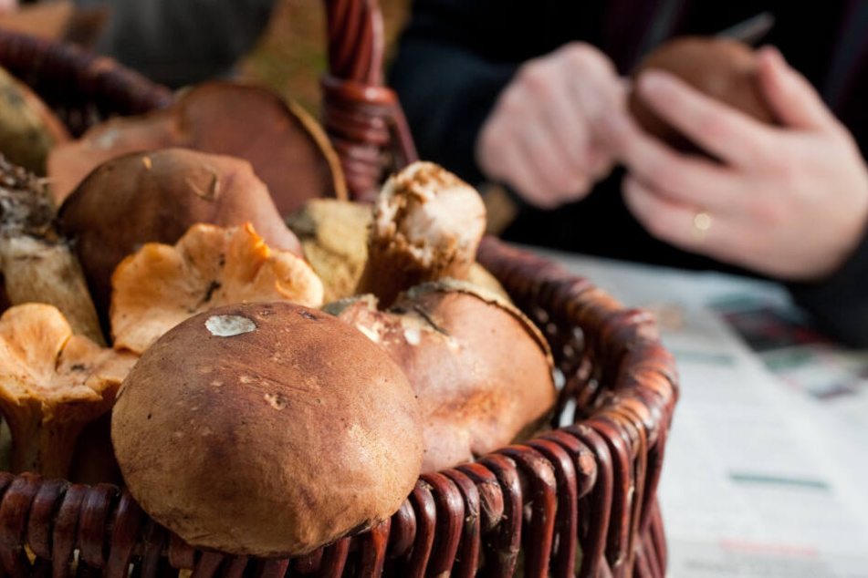 Pilze sind lecker, einige aber können schwere Vergiftungen auslösen.