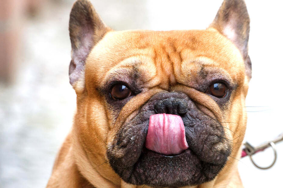 Von einer Bulldoggen-Art wurde der Junge tödlich verwundet.