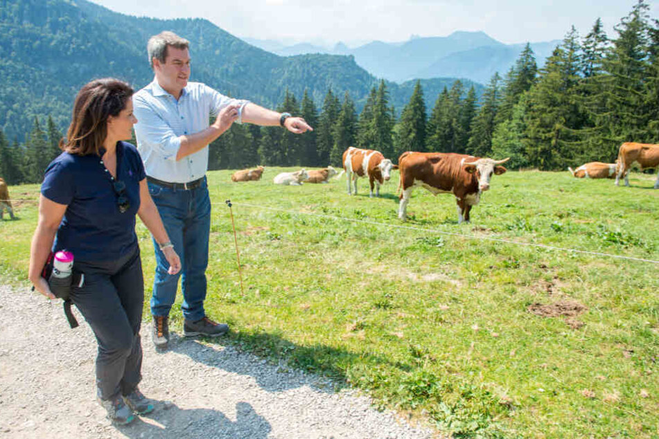 Michaela Kaniber (l-r, beide CSU), bayerische Landwirtschaftsministerin, und Markus Söder, Ministerpräsident von Bayern, gehen an einer Kuhweide entlang. (Archivbild)