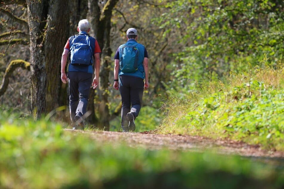 Wanderer sollen den zahmen Wolf durch Schreien und Steinwürfe von sich fernhalten und die Sichtung melden. (Symbolfoto)