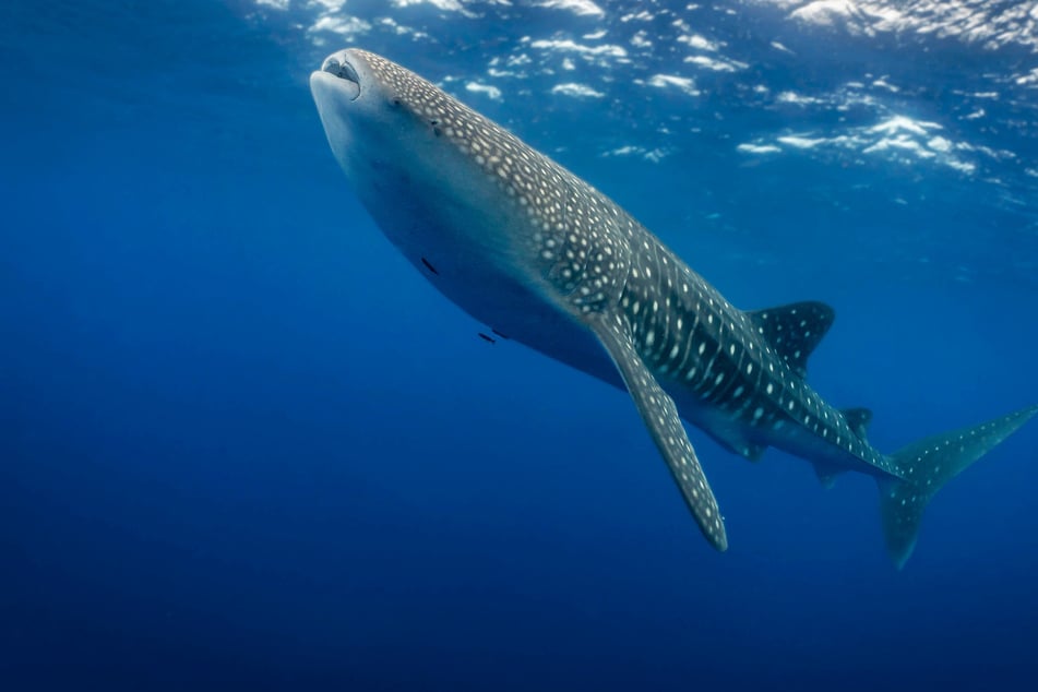Is the whale shark the biggest fish in the world?