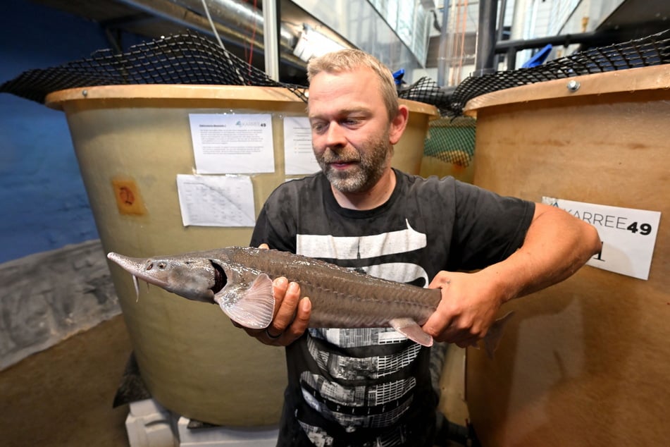 Roy Scheuerl (38) angelte einen Stör aus der Fischzucht-Anlage im Keller.