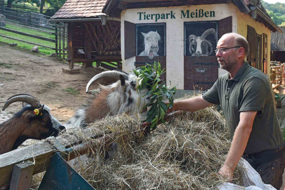 Meissens Tierparkchef Heiko Drechsler (57) muss wegen finanzieller Nöte Ende des Jahres schließen. Jetzt reagiert die Stadt vielleicht doch noch.