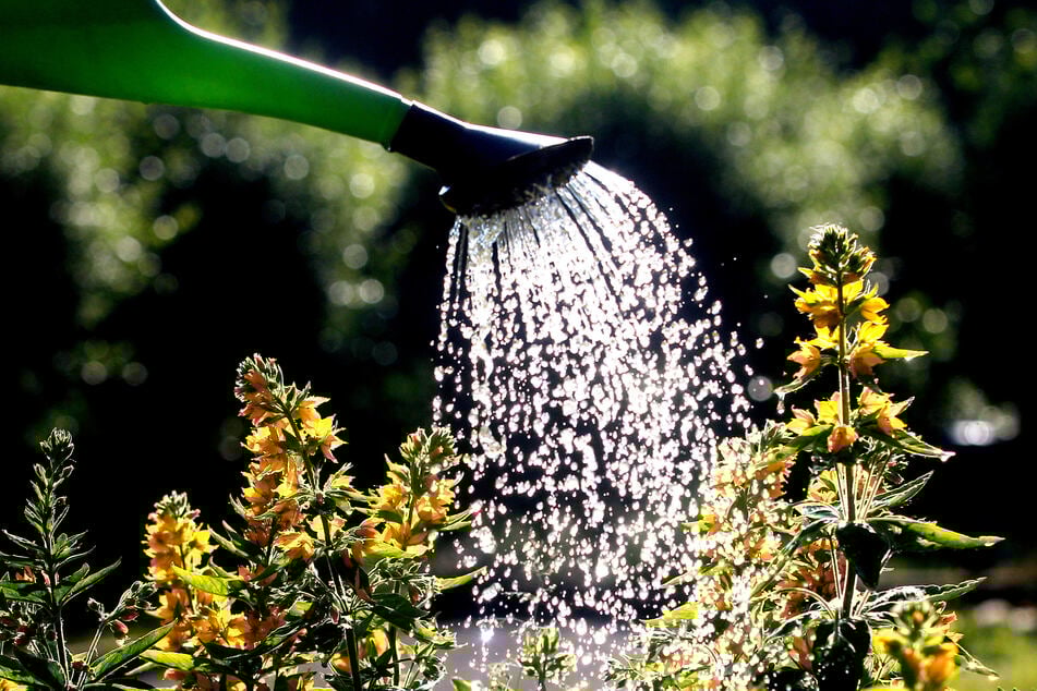 Die Pflanzen sollte man nicht mit Wasser übergießen. (Symbolfoto)