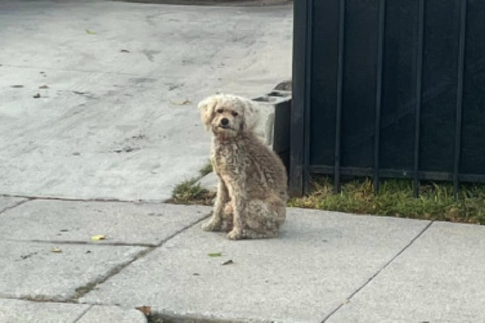 Tagelang saß der kleine Hund an Ort und Stelle.