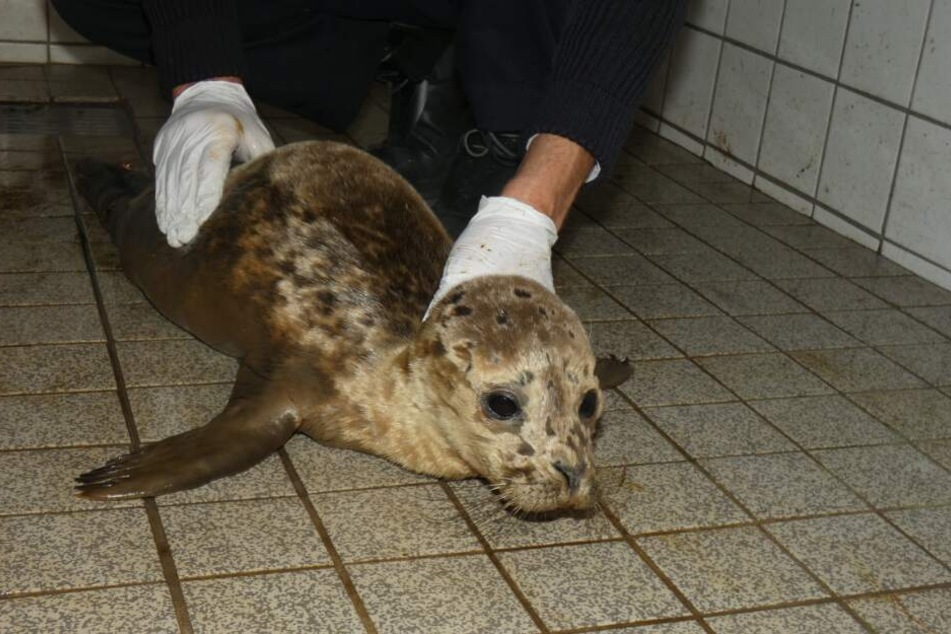 Er wird nun in einer Seehundstation wieder aufgepäppelt.