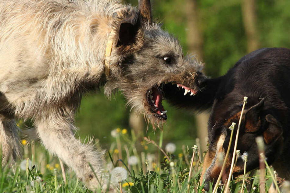Die Polizei sucht derzeit nach dem Hund, der die Frau und ihren Vierbeiner angriff (Symbolbild).