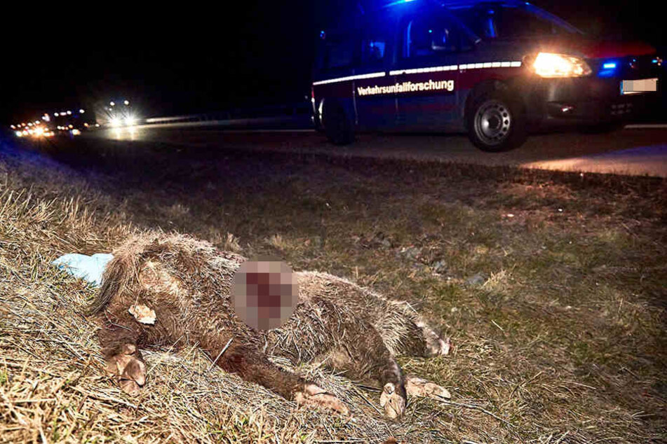 Das Wildschwein überlebte den Unfall nicht.