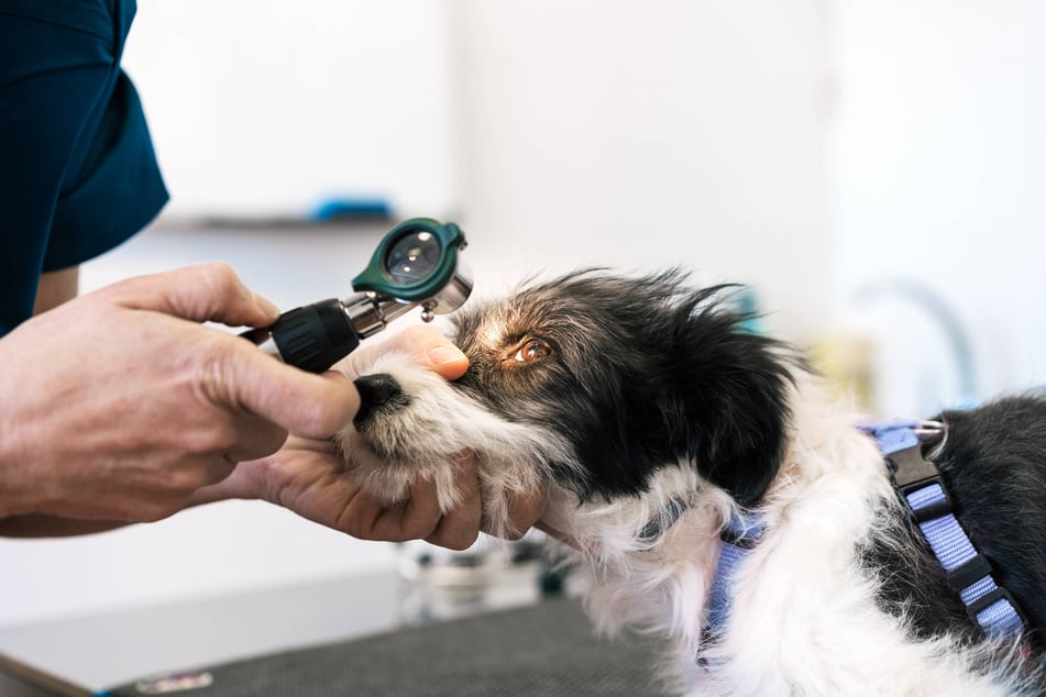 A dog should be given a full check-up before any neutering procedure takes place.