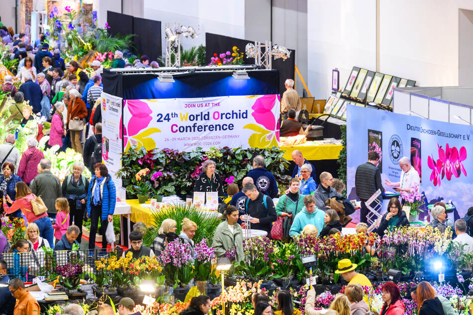 Auch die weltweit größte Orchideenschau verzaubert wieder alle Fans der eleganten Blüte.