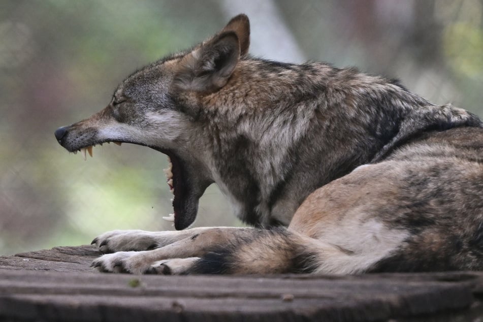 Insgesamt sechs Wölfe sind in Hessen gerade dauerhaft sesshaft. Hinzu kommen zudem, die nicht erfassten Jungtiere.