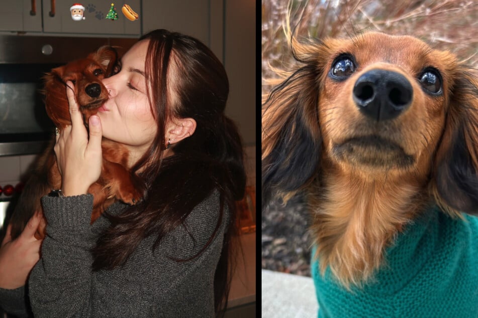 Amelia Gravelin (24) cautivó a miles de usuarios en TikTok con su video del dachshund.