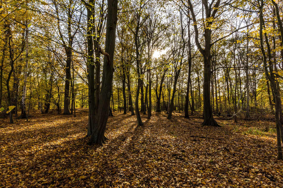 Schönes Herbstwetter steht vor der Tür.