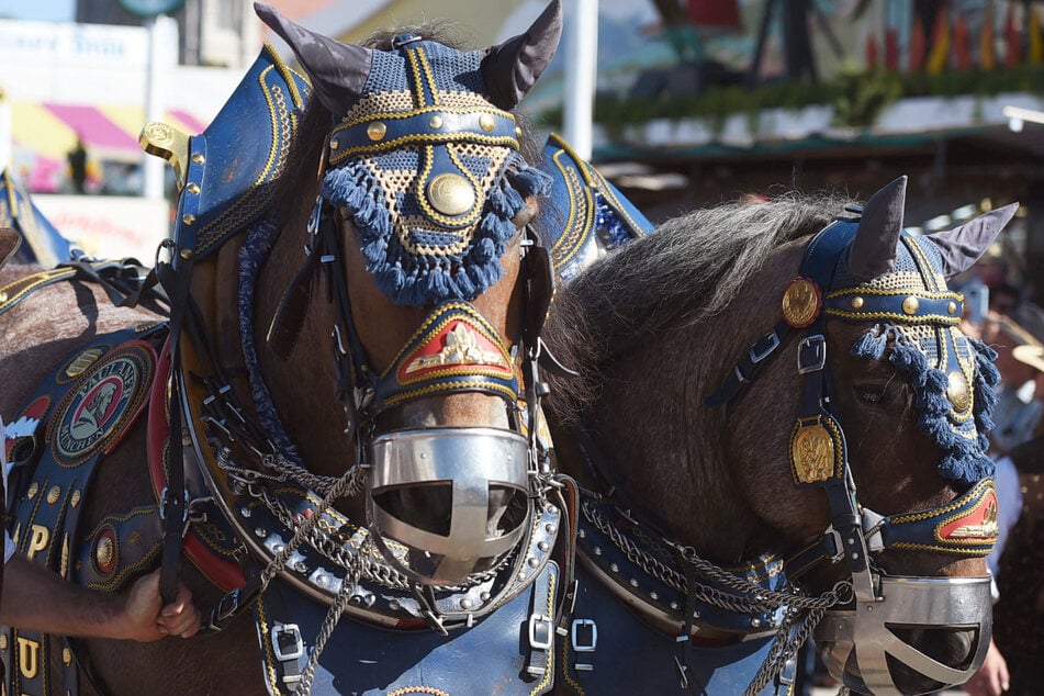 Pferdegespanne sind auf dem Oktoberfest ein beliebter Anblick. Die Kraft der Tiere wird oft unterschätzt. (Symbolbild)