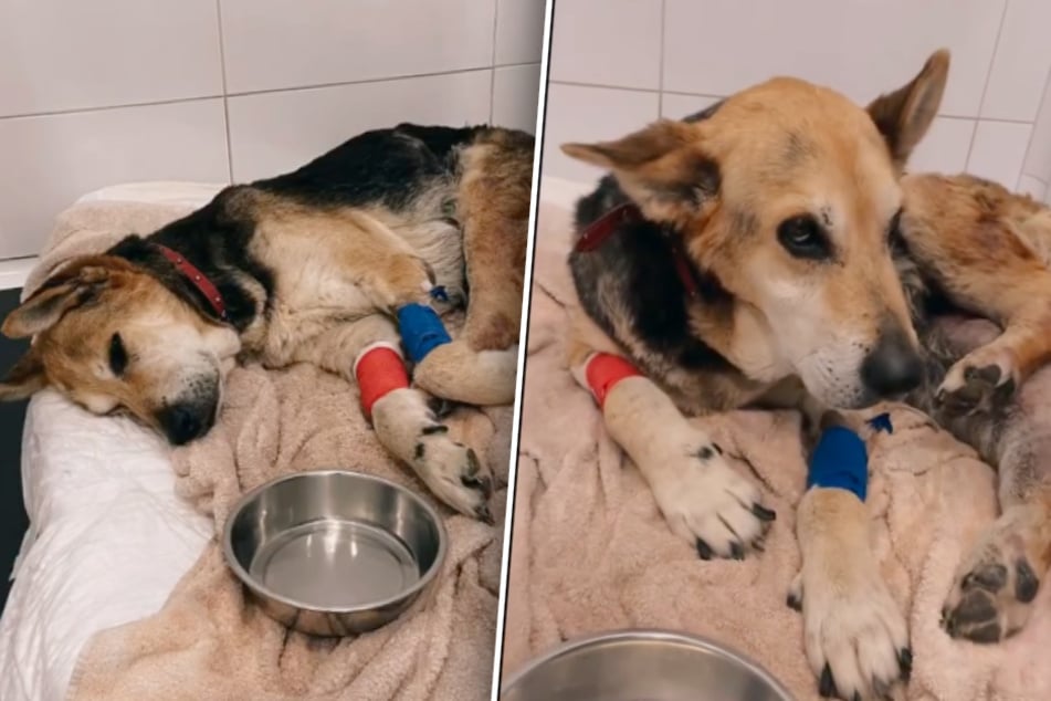 Los dueños dejan tirado a su perro: al final Tania apenas puede andar