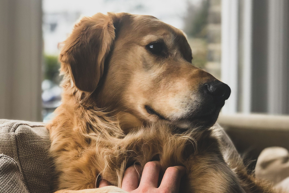 Golden retrievers are the biggest dogs on this list, and quite possibly the best.